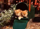 cute kitten =3