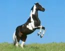 strength of horse