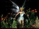 Fairy Forest