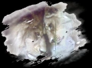 Lion in love