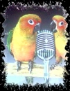 Parrots