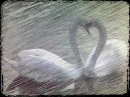swans in love