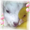 lamb and duckling