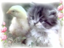 kitten and duckling