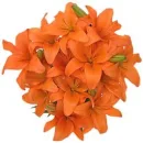 orange tiger lilies
