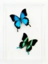 butterflies