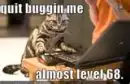 Cat playing game
