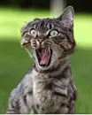 crazy cat