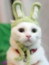 Easter cat