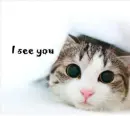 Kitten peeking out