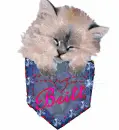 Britt's Rag Doll Kitten