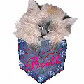 Britt rag doll kitten avatar. 