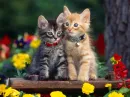 kitten =3
