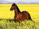 beautiful  horse