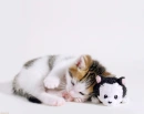 happy kitten