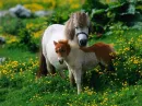 ponies