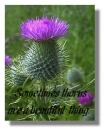 scottish thistle