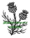 scottish thistle2