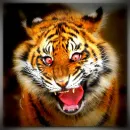 tiger cub