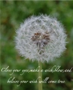 dandelion