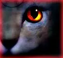 Evil cat