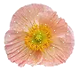 pink poppy