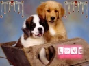 Puppy Love