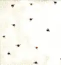 fly