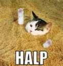 Cat needs help