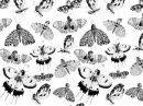 black butterfly