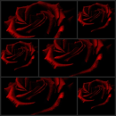 red roses