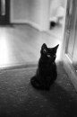 A cute thing