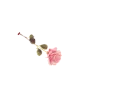 Rose Pen Red - Jodie