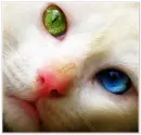 nice cat