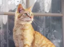 very cute cat =3