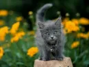 gray kitten 