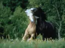two horses