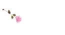 Rose Pen Light Pink - Yvonne