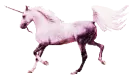 Pink Unicorn