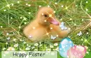 Easter chick