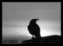 Raven
