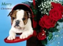 Christmas Pup