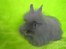 cute rabbit