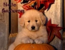 Hello Autumn