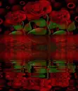 Rose Reflection