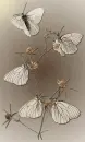 butterflys