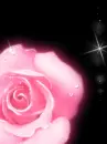 PINK ROSE