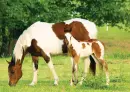 PaintHorses
