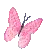 butterflys