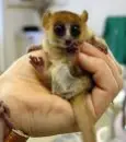 Lemur